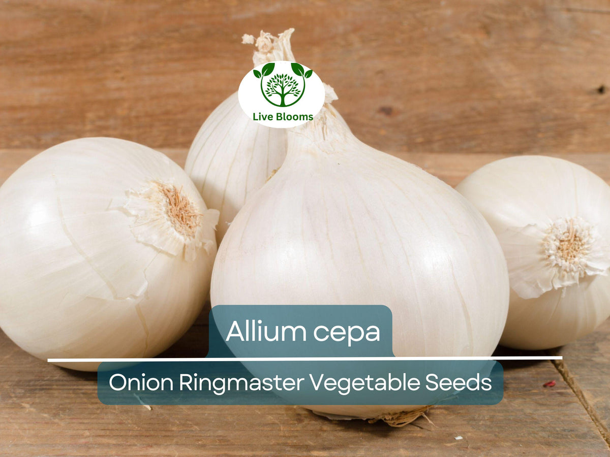 Onion Seeds 250 mg - Ringmaster Heirloom Variety (Allium cepa) for Sweet, Mild Flavor - Perfect for Cooking & Onion Rings