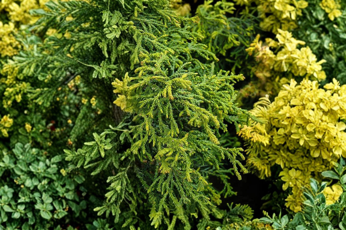 Hinoki Cypress Tree 4 Inch Pot | Twisted Japanese Cypress 'Torulosa' | Unique Spiral Evergreen | Chamaecyparis obtusa