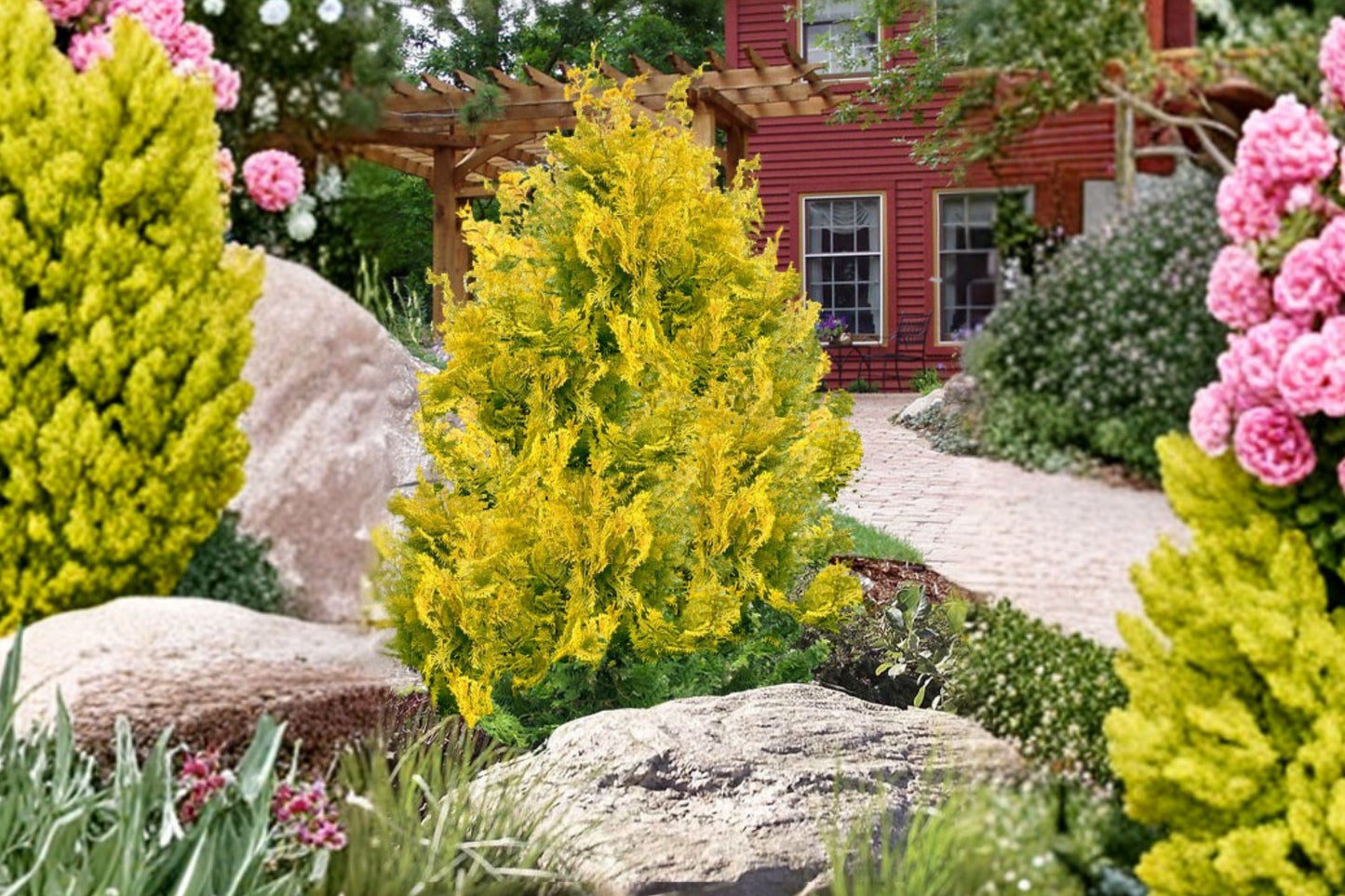Golden Hinoki Cypress 'Gold Hage' | Miniature Dwarf Conifer | Chamaecyparis obtusa | Small Evergreen Shrub | 1 Gallon