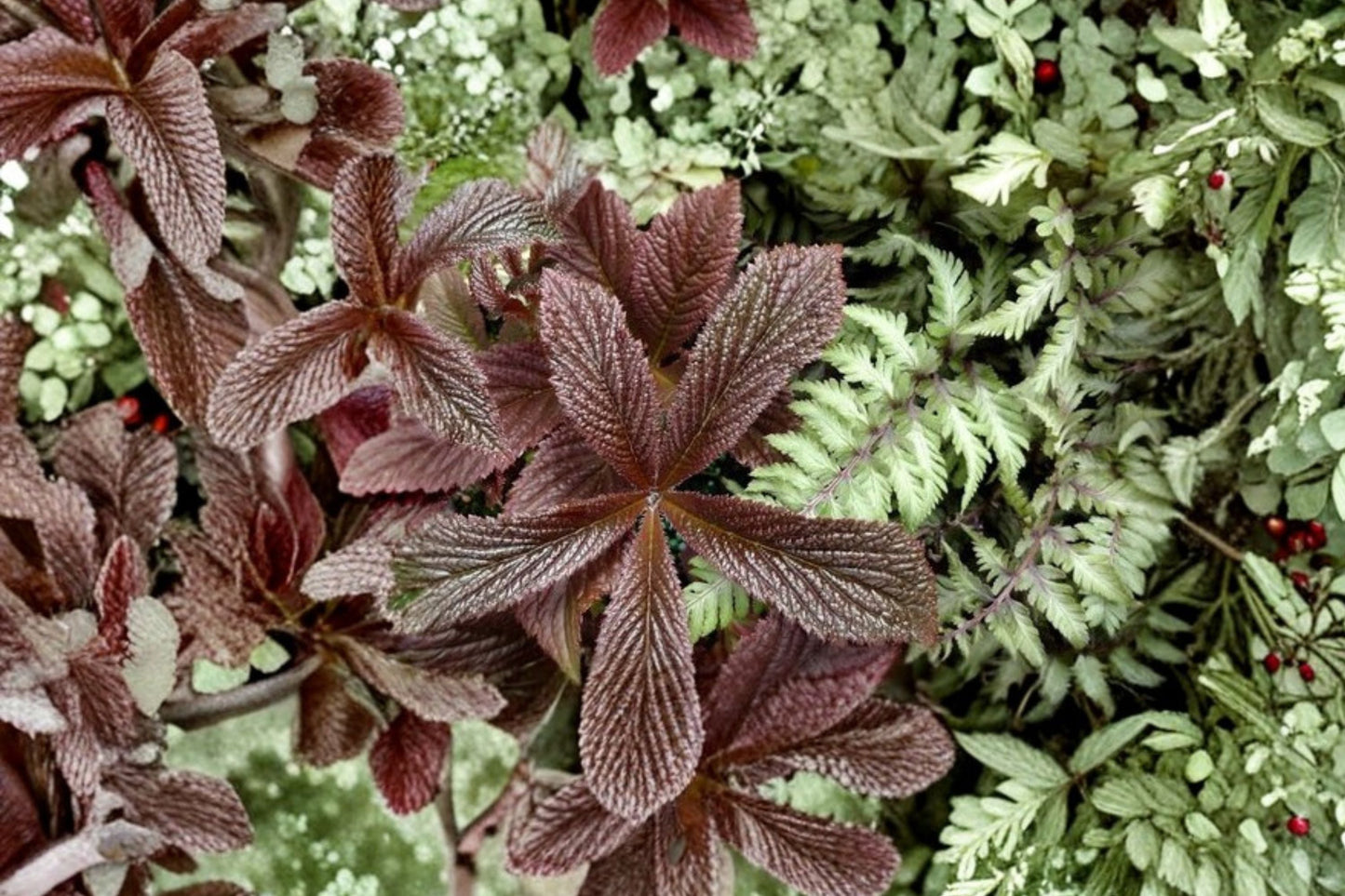Rodgersia 'Bronze Peacock' Perennial Plant | 1 Gallon | Dark Foliage | Moisture Loving | Tropical Look | Rodgersia pinnata