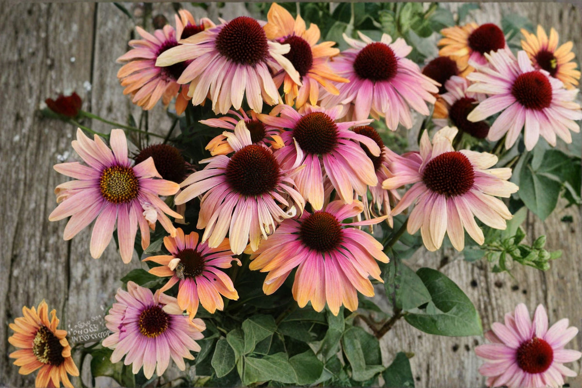 Rainbow Marcella Coneflower Live Plant | Bicolor Orange Pink Echinacea | Pollinator Garden Perennial | Echinacea ‘Rainbow Marcella’