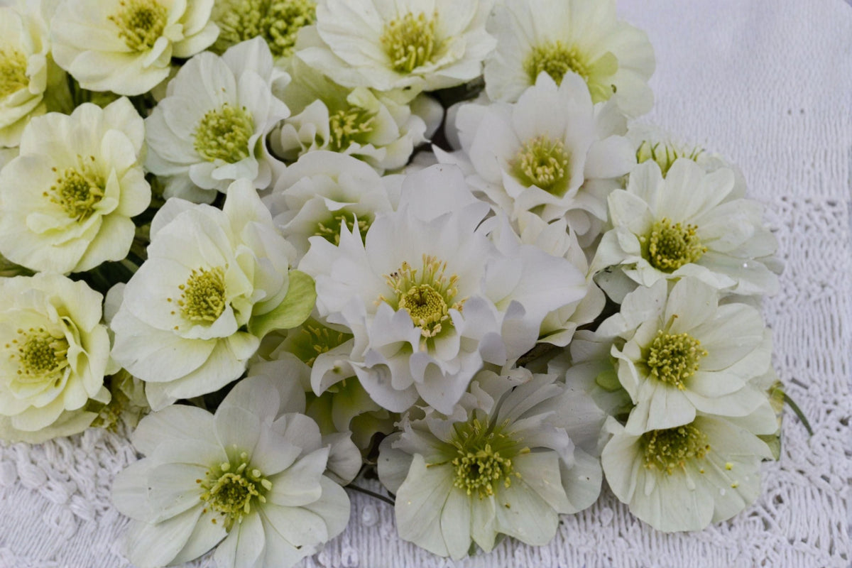 Hellebore Plant | White Lenten Rose | Helleborus x hybridus | Shade Perennial | Winter Blooming Flower | Wedding Party Series