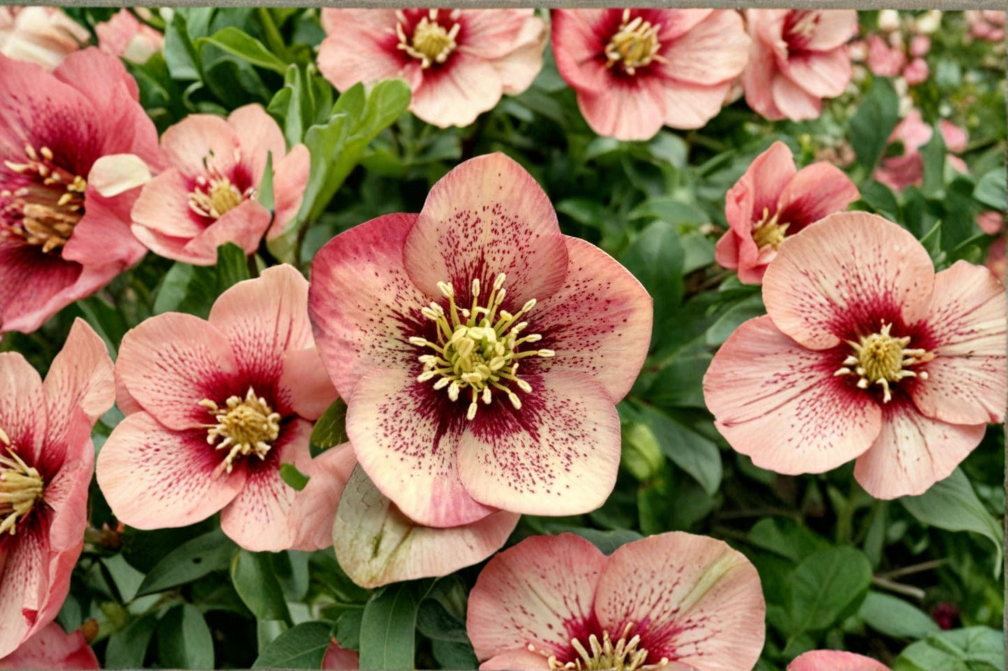 Hellebore ‘Sandy Shores’ | Apricot Lenten Rose | Honeymoon Series | Shade Perennial | Helleborus x hybridus