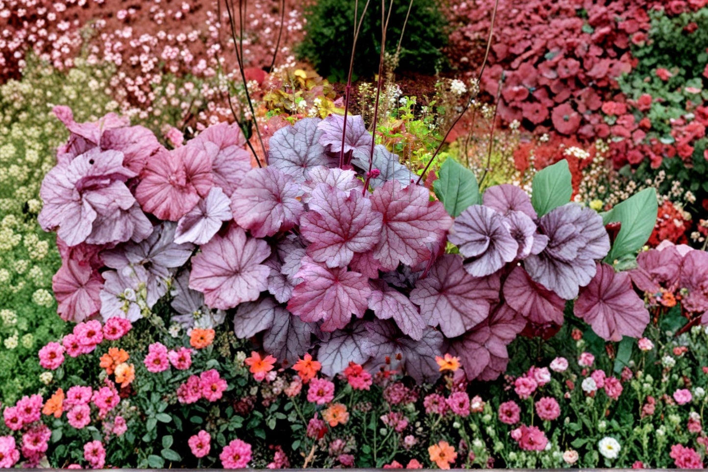 Heuchera ‘Georgia Plum’ Live Plant Plug | Purple Coral Bells | Evergreen Shade Perennial | Heuchera spp.
