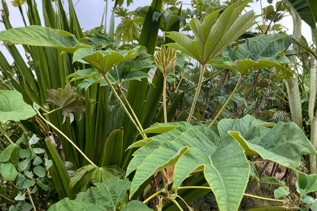 Giant Leaf Tropical Plant - Tetrapanax ‘Rex’ | Fast Growing Rice Paper Plant | Exotic Garden Addition | Live Plant