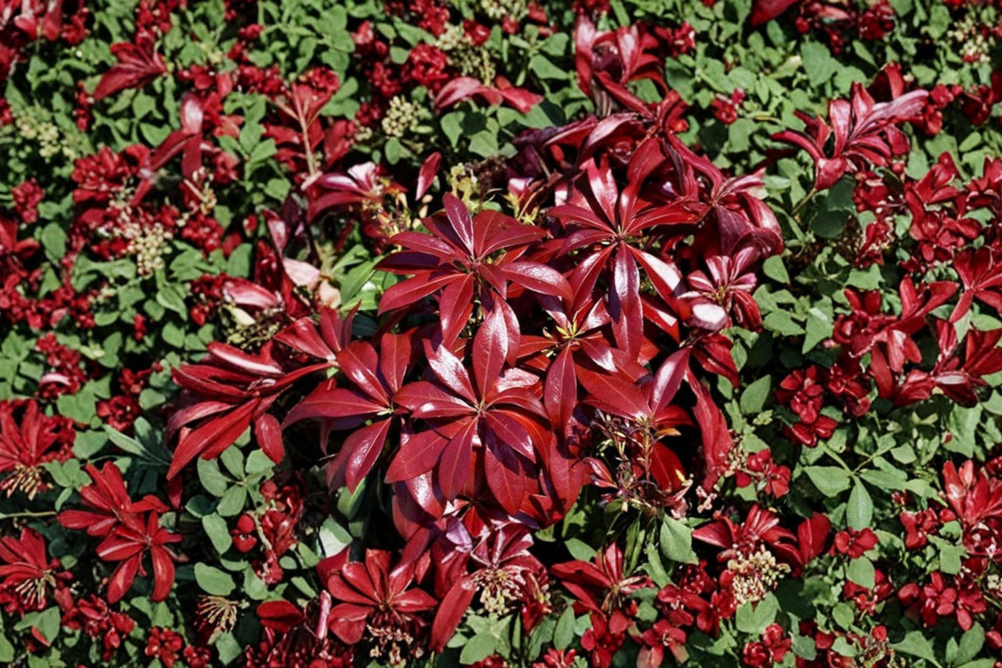 Pieris ‘Glowing Hearts’ 1 Gallon Live Plant | Japanese Andromeda | Shade Loving Evergreen Shrub | Acid Loving Plant