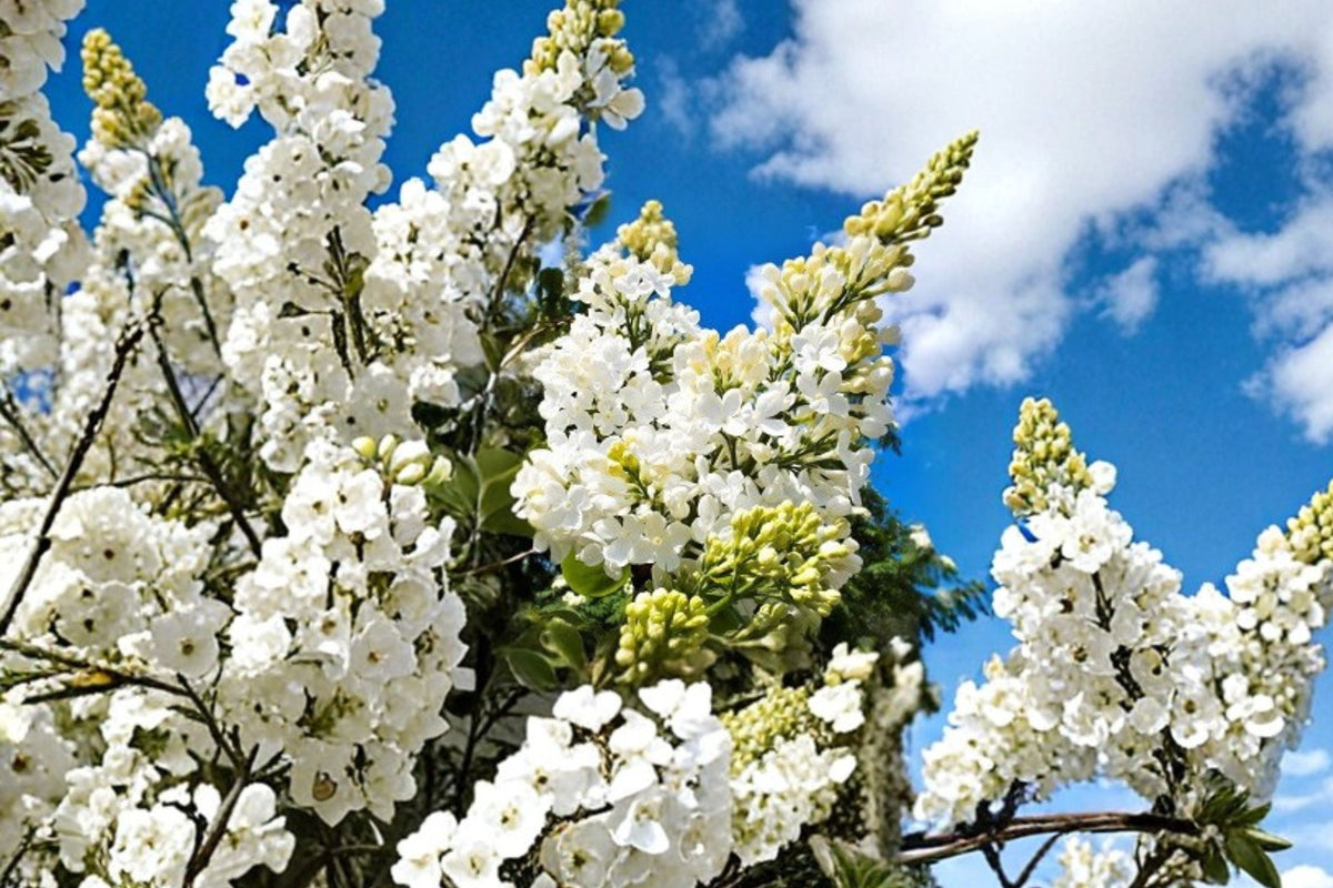 White Lilac Bush 1 Gallon - Double French Lilac 'Madame Lemoine' (Syringa vulgaris) - Fragrant Flowering Shrub for Gardens