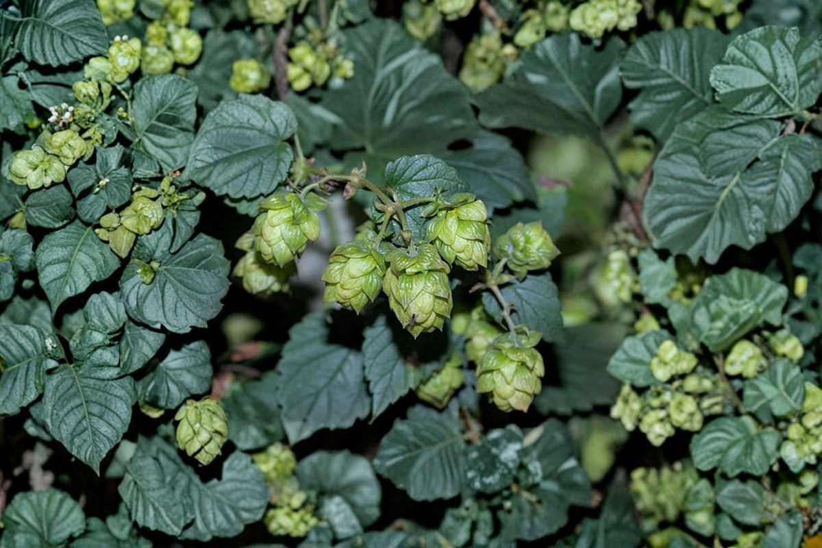 Centennial Hops Plant - 1 Gallon - Humulus lupulus - Fast Growing Vine for Homebrew Garden - Citrus Flavor Ideal for Brewing