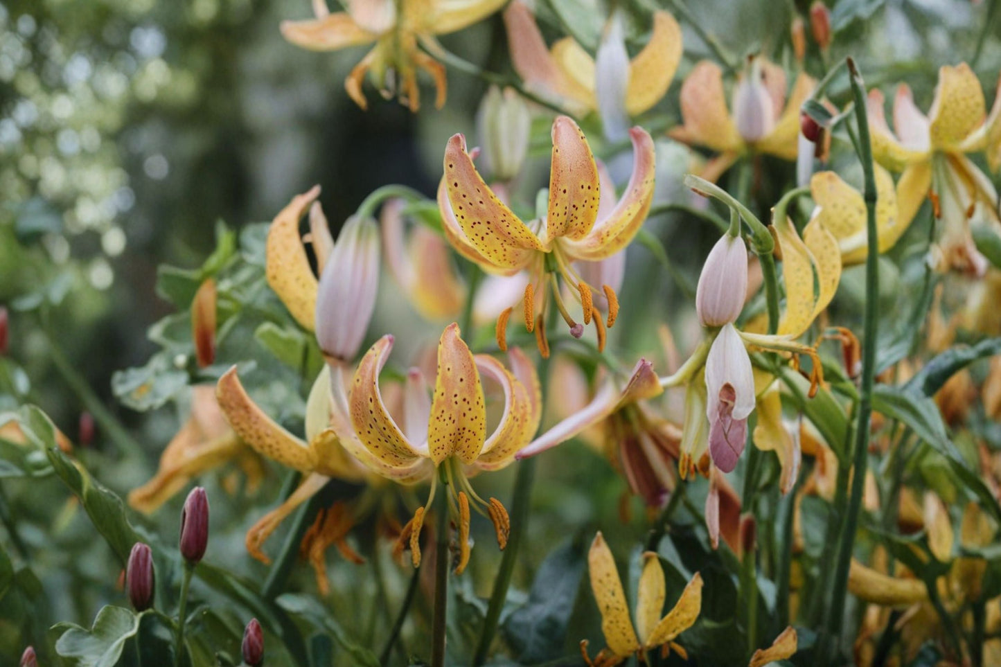 Martagon Lily Bulb - Lilium martagon ‘Peppard Gold’ - Rare Yellow Turk’s Cap Lily - Shade Tolerant Woodland Garden Plant