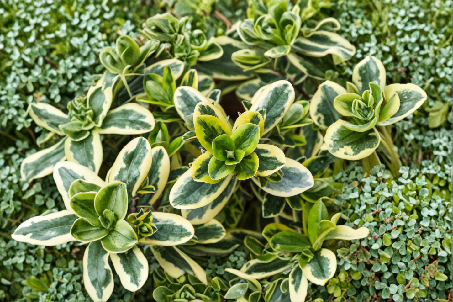 Hebe ‘Golden Katrina’ | 1 Gallon Variegated Evergreen Shrub | Tricolor Foliage | Hebe x ‘Golden Katrina’ | Compact Plant