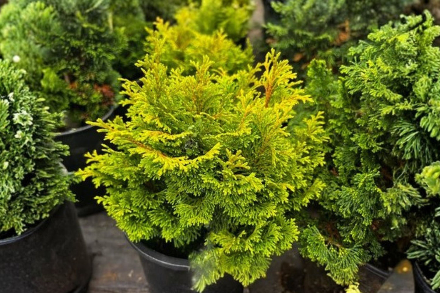 Gold Drop Hinoki Cypress | Dwarf Evergreen Conifer | Golden Yellow Foliage | Chamaecyparis obtusa ‘Gold Drop’ | Japanese Garden Plant