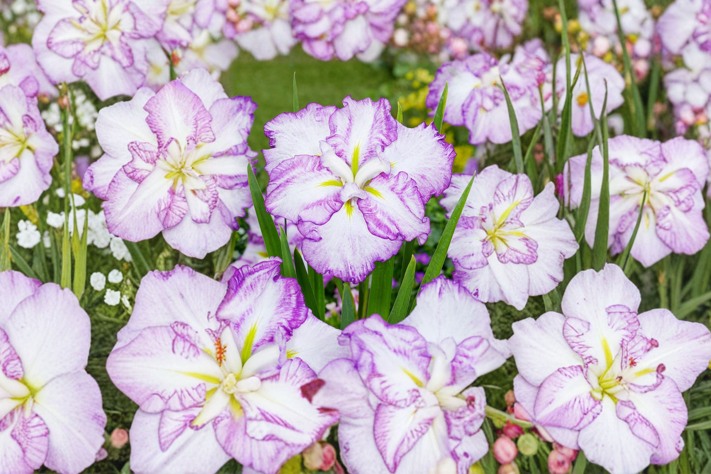 Japanese Water Iris Bareroot Plant | Iris ensata ‘Carrot Cake’ | Moisture-Loving Perennial with Lavender-Blue & Yellow Blooms