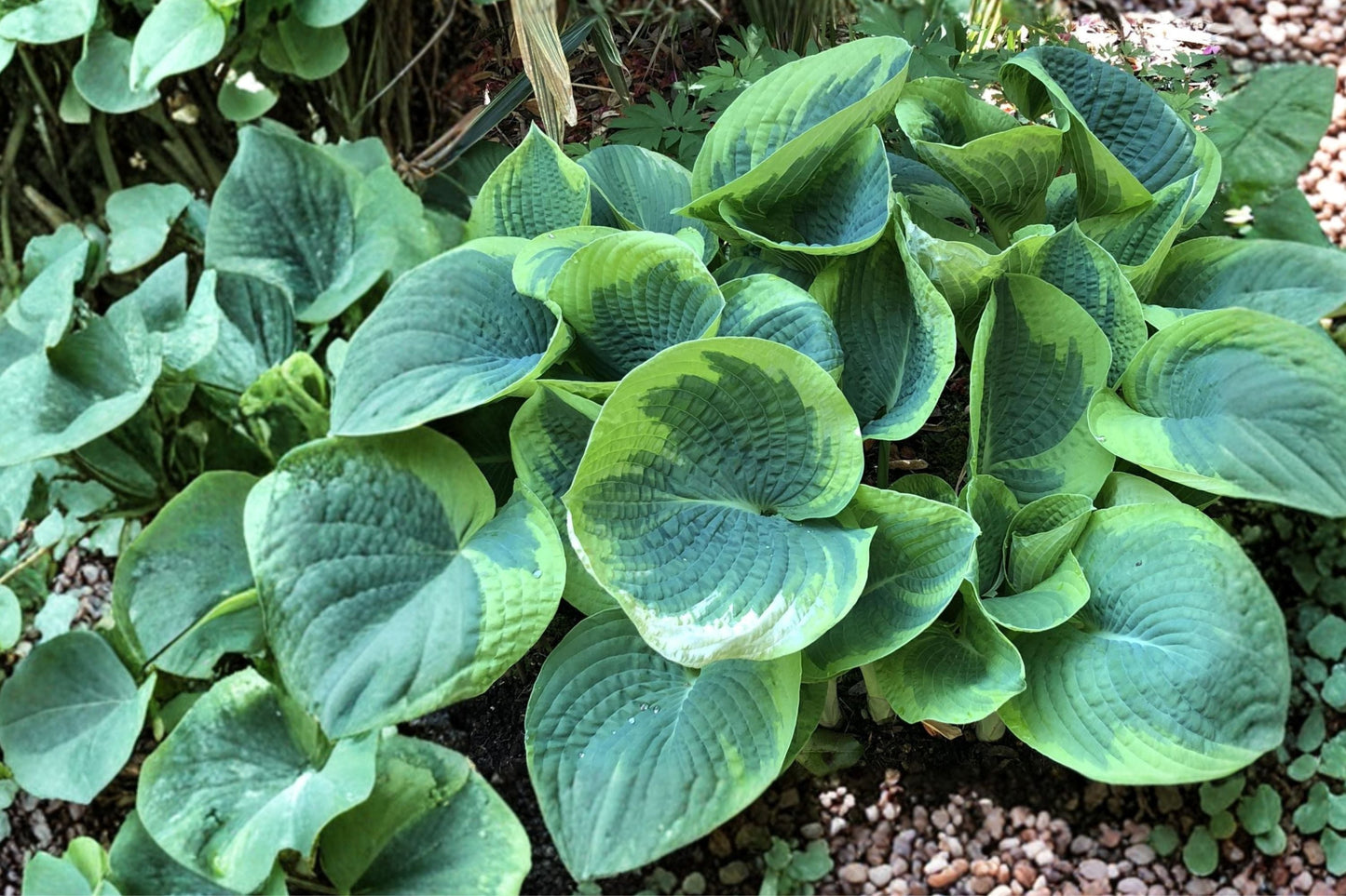 Variegated Hosta Plant Bareroot | Hosta 'Sorbet' | Purple Stem Plantain Lily | Shade Perennial for Woodland Gardens