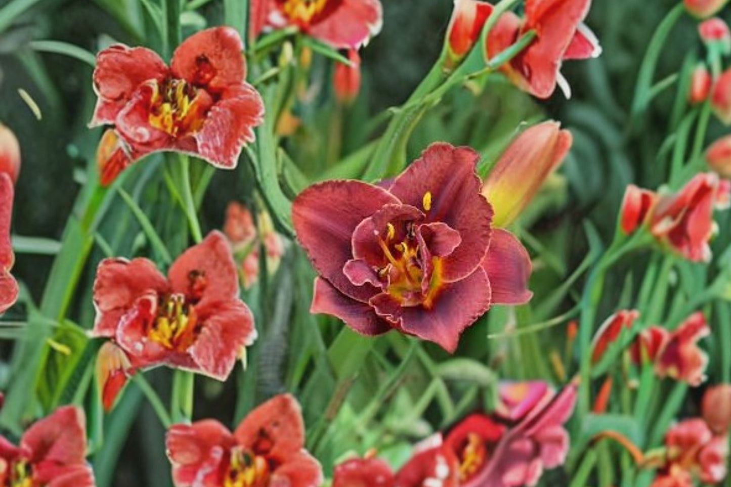 Reblooming Daylily Plant Bareroot Hemerocallis ‘Night Embers’ Burgundy Double Perennial Flower Fragrant Low-Maintenance