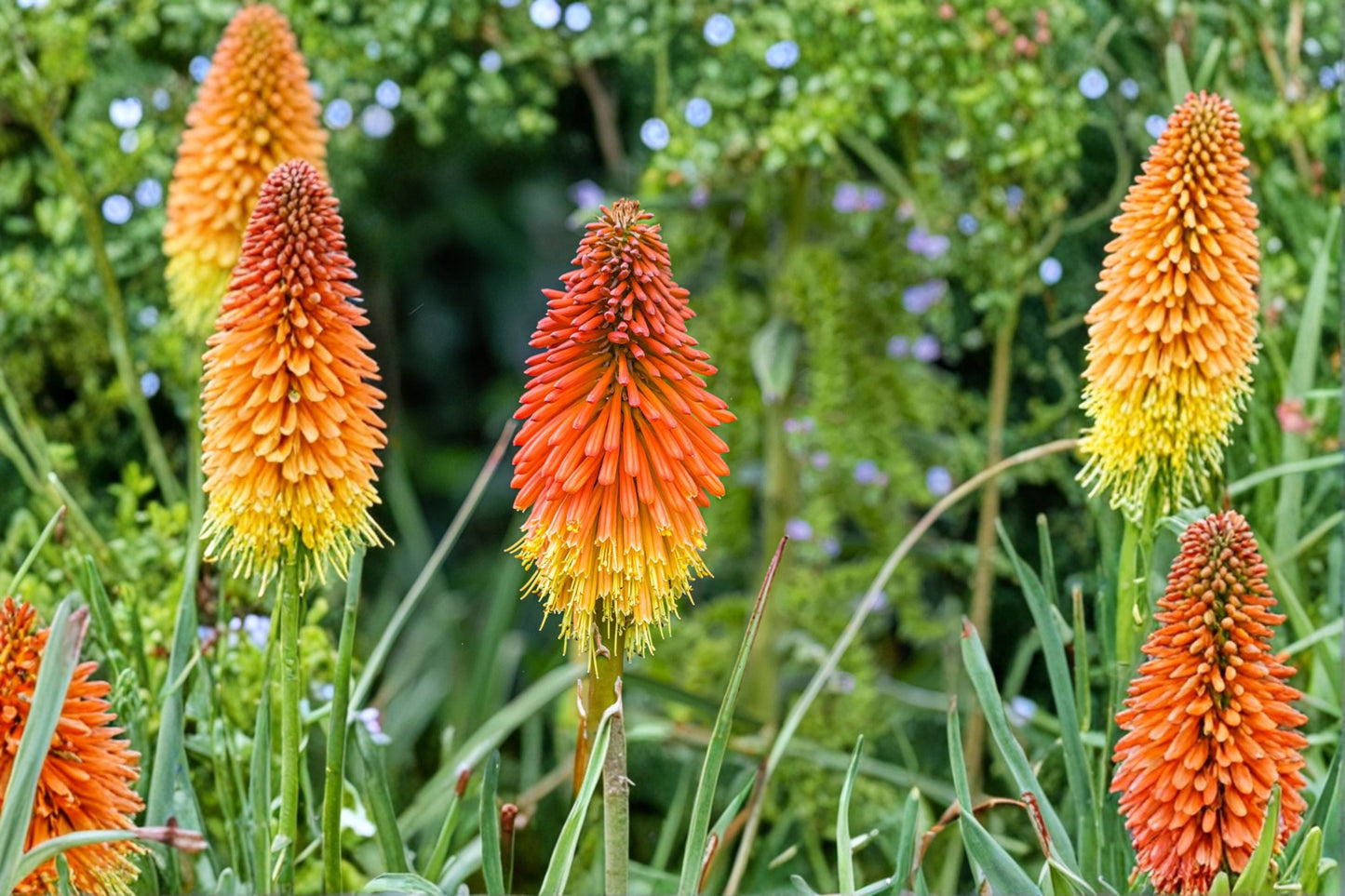 Kniphofia 'Mango Popsicle' | 1 Gallon Live Plant | Orange Red Hot Poker | Hummingbird Perennial | Torch Lily
