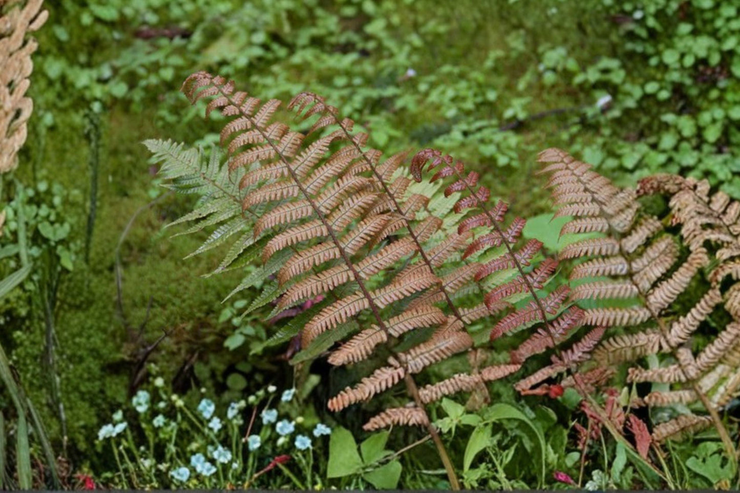 Live Sunset Fern in 3.5" Pot | Dryopteris lepidopoda | Hardy Shade Plant with Copper Red Foliage | Evergreen Woodland Fern