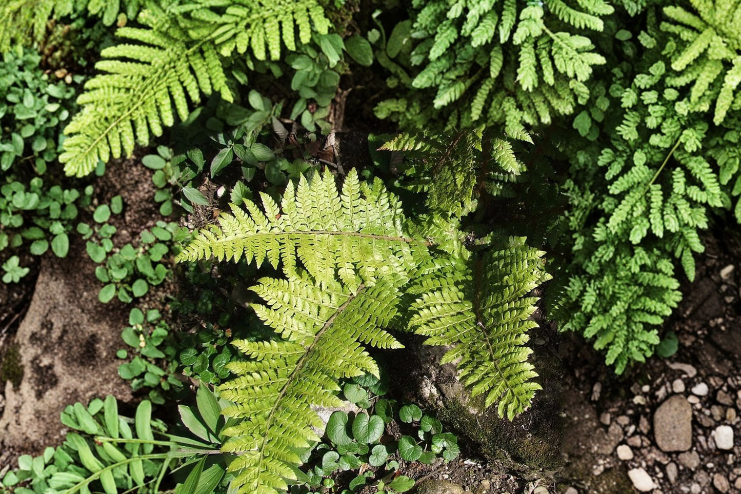 Prickly Shield Fern Plant 3.5" Pot | Polystichum braunii | Evergreen Shade Loving Fern | Hardy Woodland Perennial