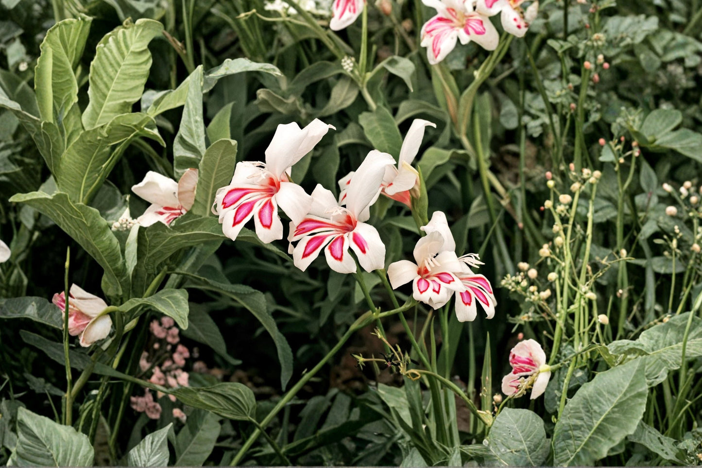 Hardy Gladiolus Bulbs | Dwarf Summer Flower | White & Pink Sword Lily | Gladiolus 'Prins Claus' | Pollinator Friendly