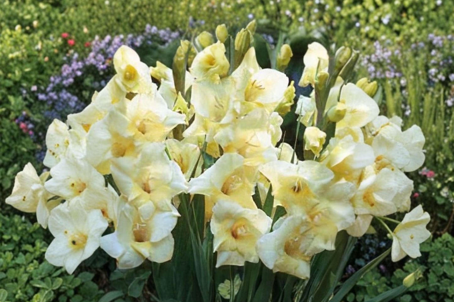 Gladiolus Bulbs | Compact Dwarf Pale Yellow Gladiolus 'Charlotte' | Gladiolus Glamini | Summer Cut Flower & Pollinator Plant