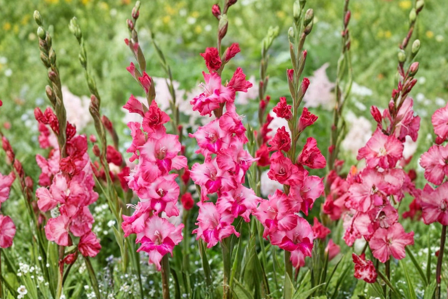 Pink Compact Gladiolus Bulbs | Gladiolus Glamini ‘Kelly’ | Dwarf Sword Lily | Summer Blooms | Pollinator-Friendly Garden Plant