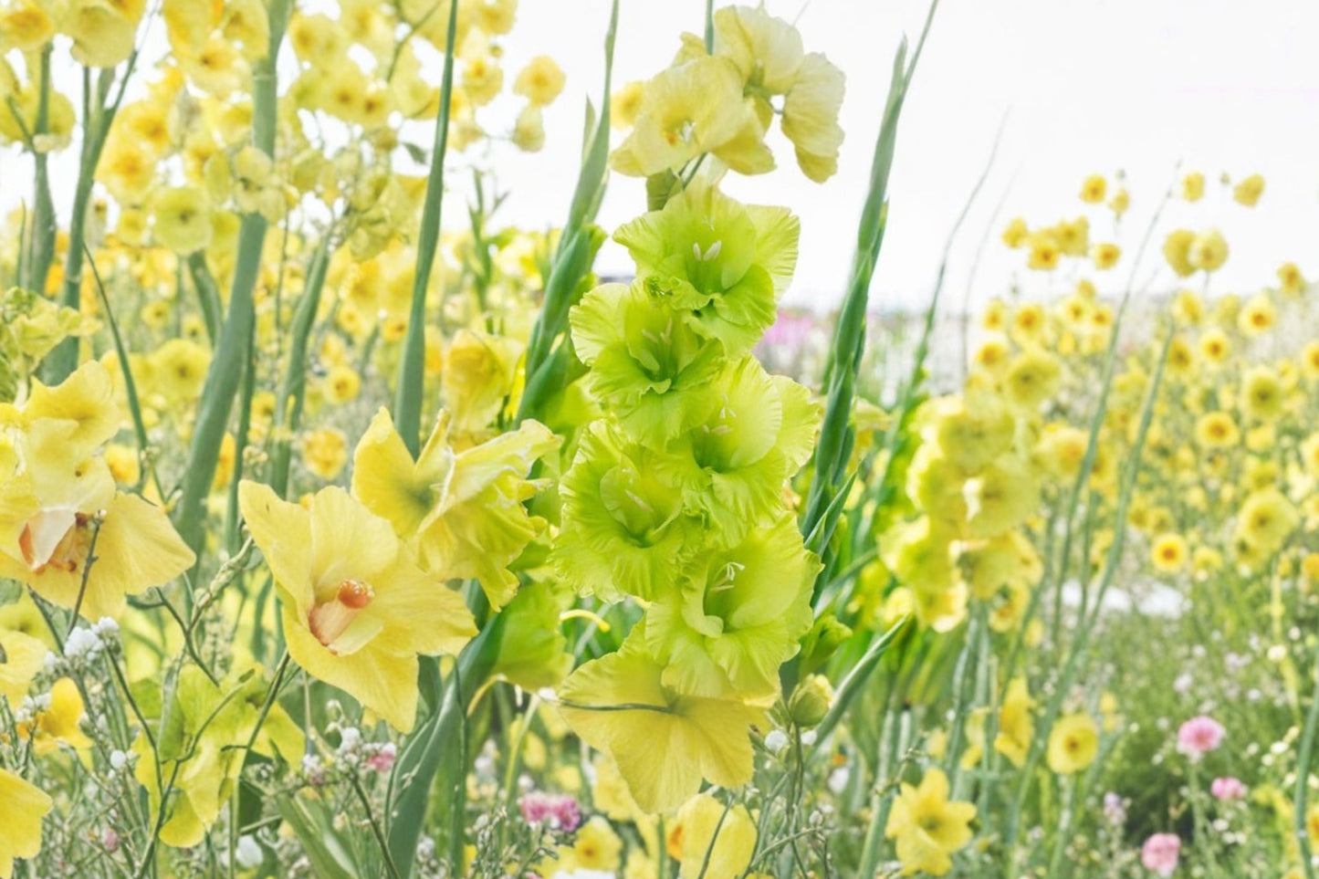 Gladiolus 'Green Star' Bulbs | Lime Green Sword Lily Corms | Unique Summer Blooms | Pollinator-Friendly Gladiolus