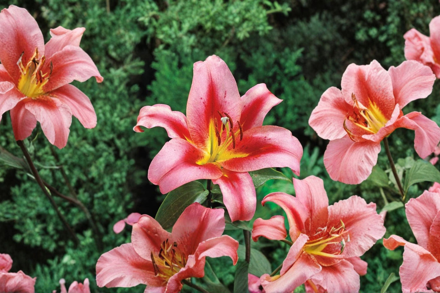 Giant Orienpet Lily Bulb - Lilium 'Olympic Torch' - Fragrant Pink Flower - Bareroot Perennial for Cut Flower Garden