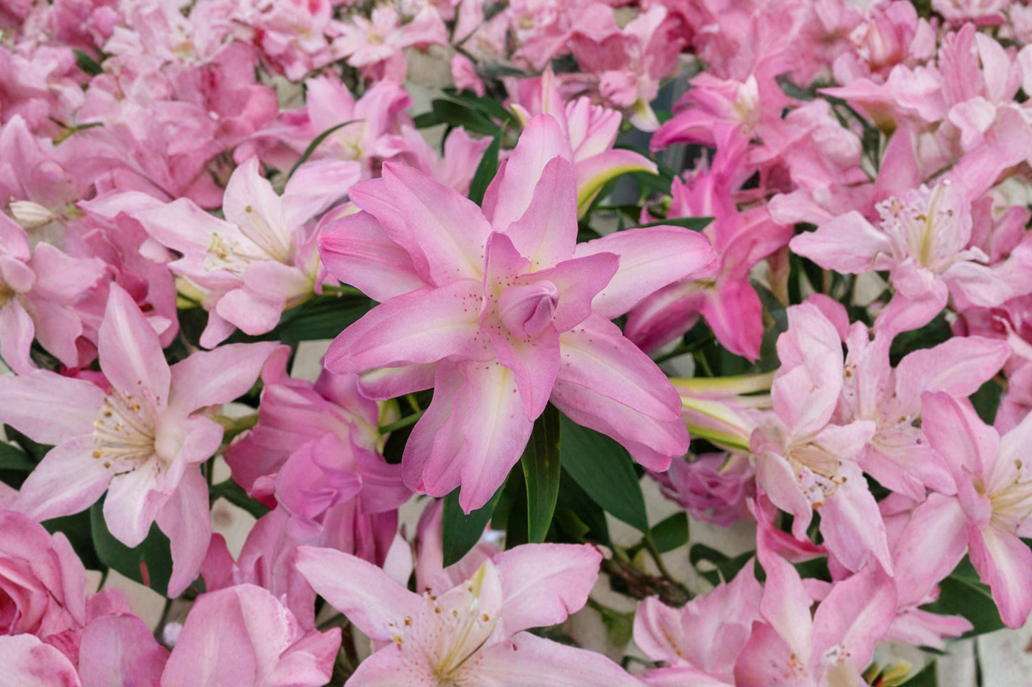 Double Oriental Lily Bulb, Pink 'Lotus Dream', Pollen-Free Perennial Flower, Lilium O, Bareroot for Cut Flower Garden