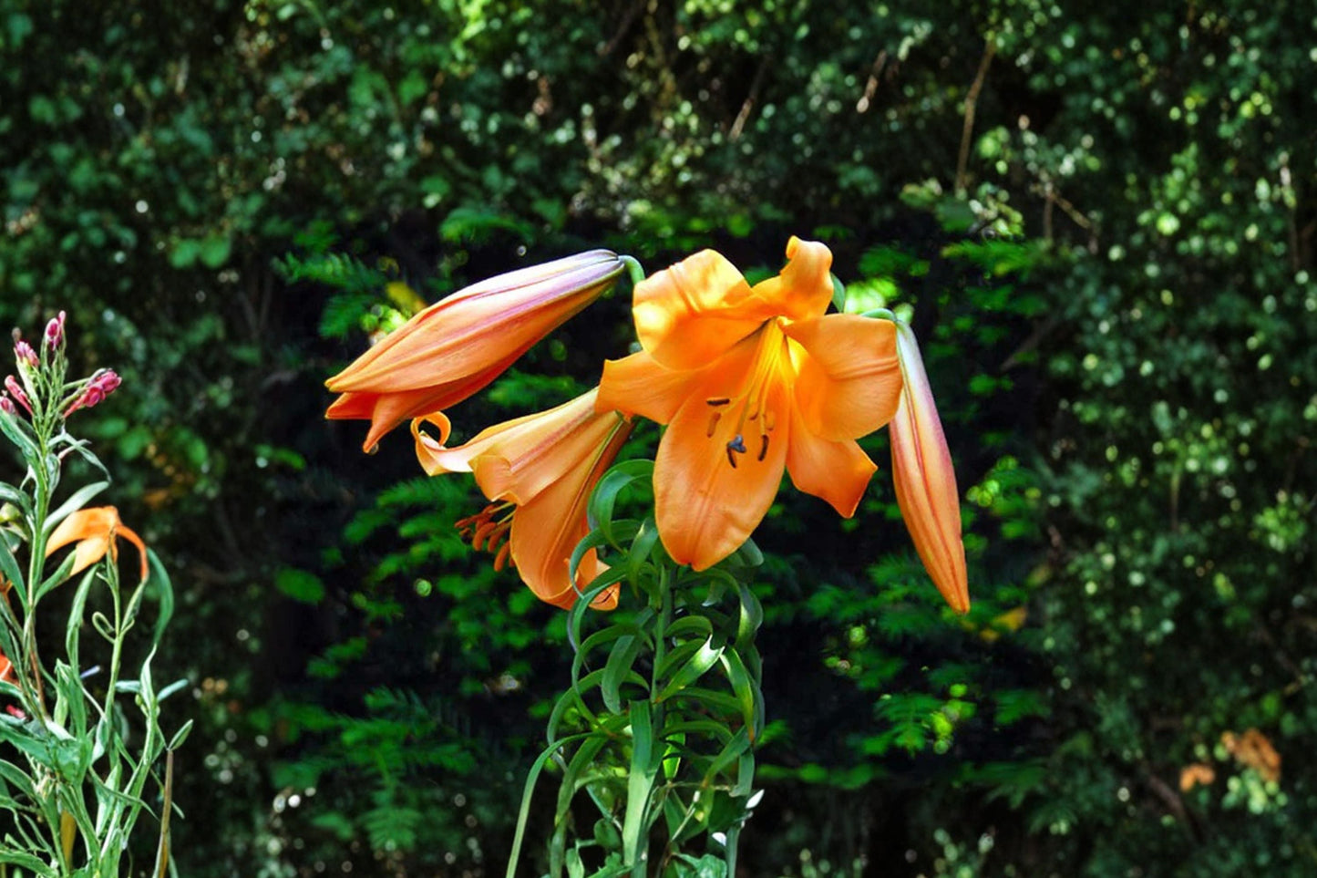 Giant Trumpet Lily Bulb - Lilium T 'African Queen' - Fragrant Apricot Orange Flower - Bareroot Perennial for Cut Flower Garden