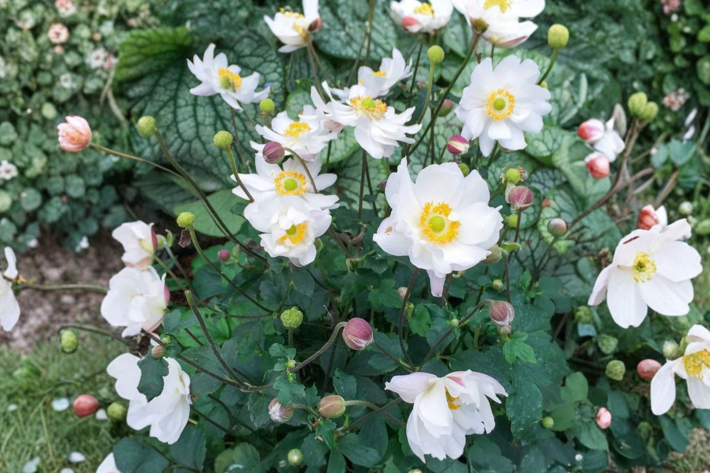Anemone Plant 4.5" Pot Fantasy Snow Angel White Semi-Double Perennial Pollinator Friendly Anemone 'Fantasy Snow Angel'