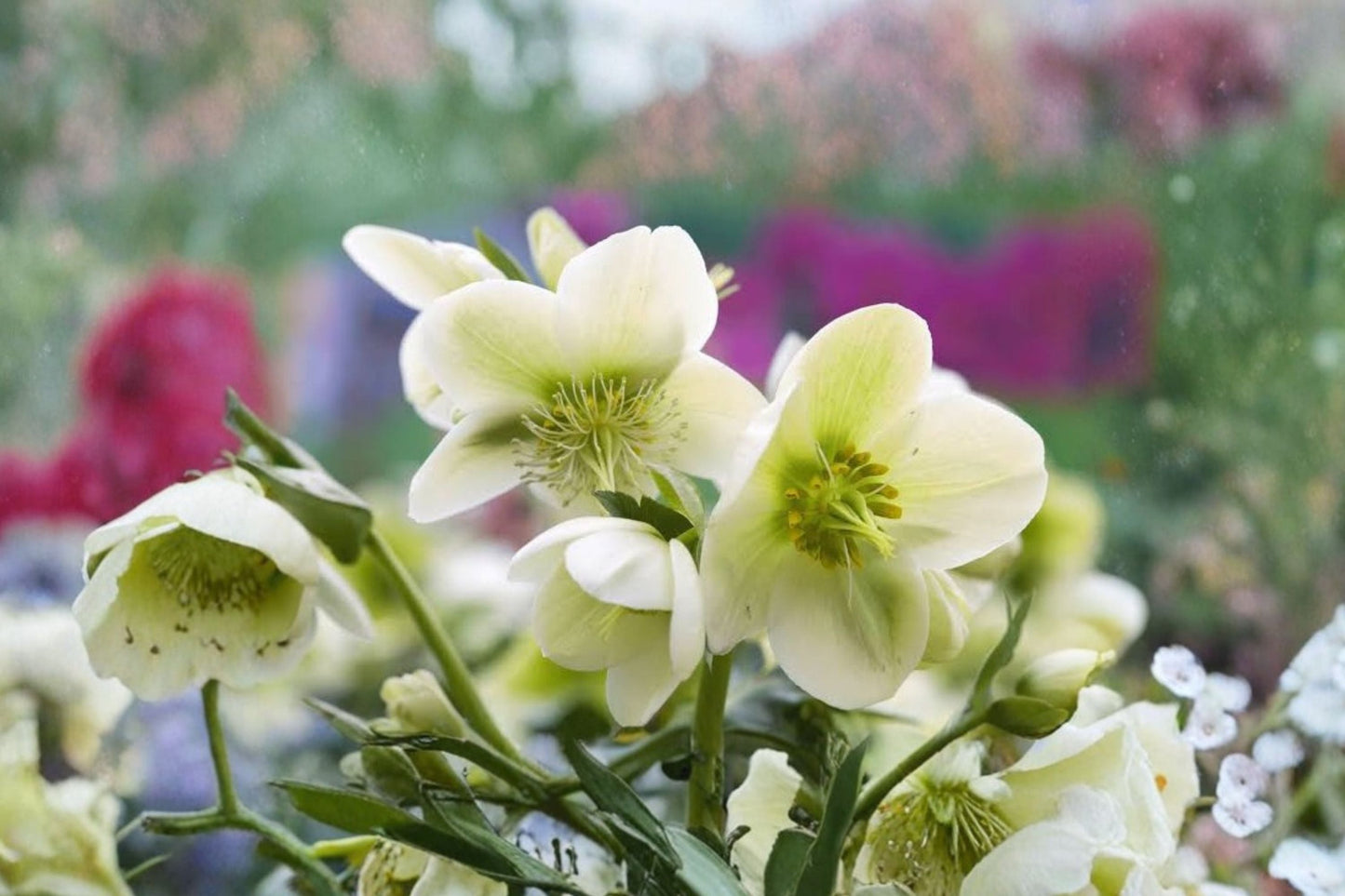 Lenten Rose Plant | Evergreen Hellebore 'Pacific Frost' | Variegated Foliage | White Flower Perennial | Helleborus