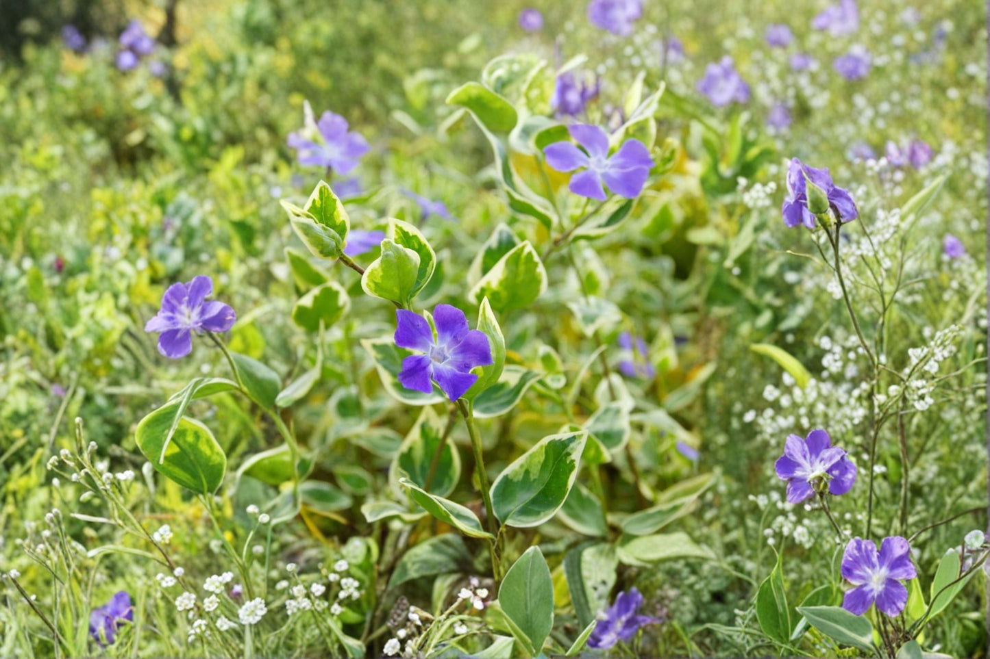 Evergreen Groundcover Plant 3.5 Inch Vinca minor 'Evelyn' Variegated Periwinkle White Flowers Deer Resistant Shade Plant