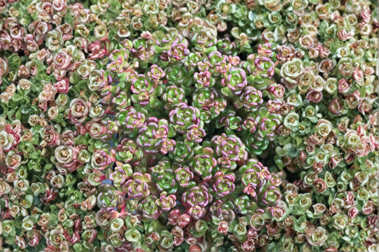 Evergreen Succulent Groundcover | Sedum oreganum | Pacific Native Stonecrop | Drought Tolerant | Low Maintenance Plant