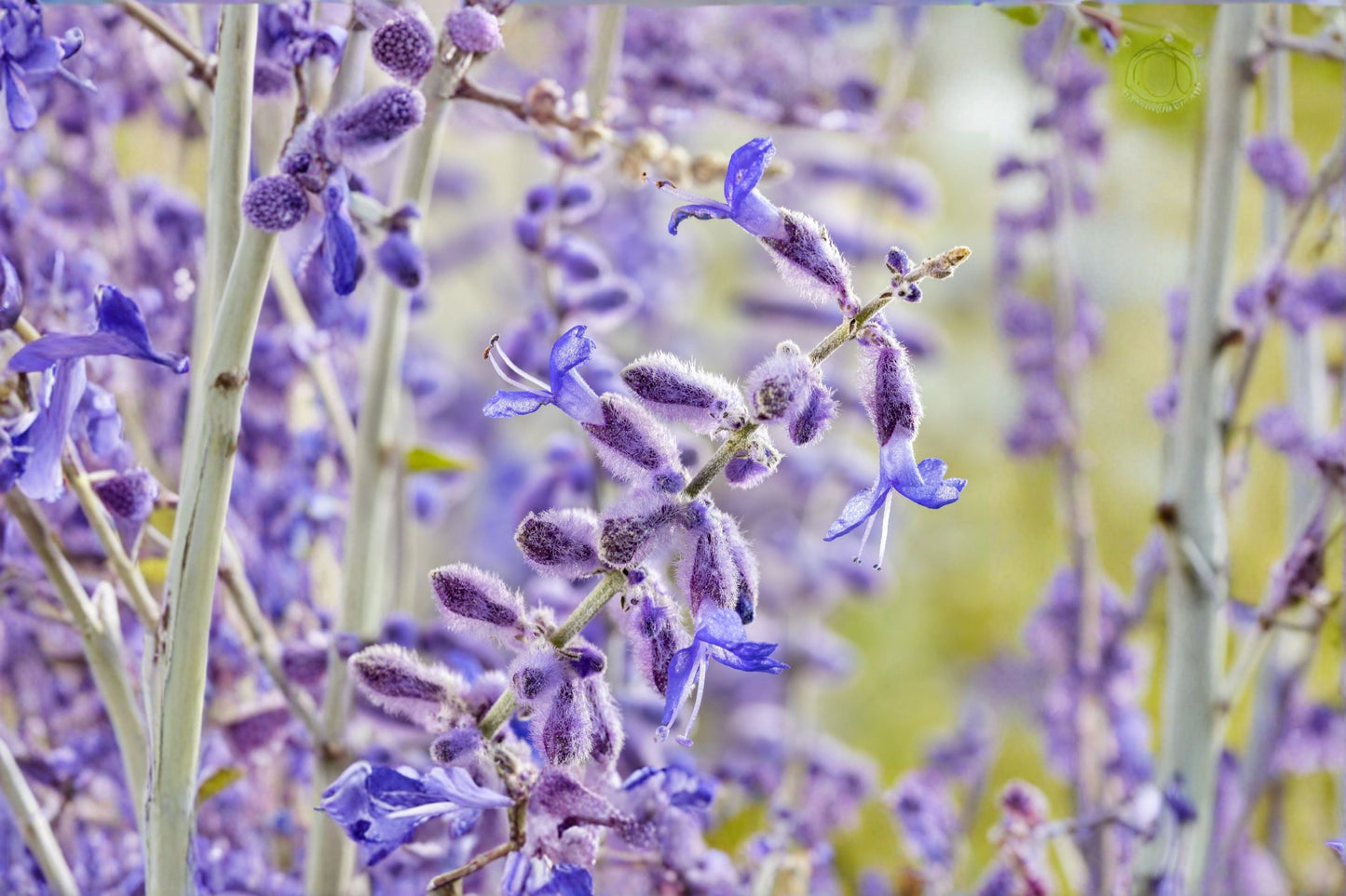 Compact Russian Sage Live Plant | Perovskia 'Little Spire' | Lavender-Blue Flowers | Drought Tolerant Perennial | 4.5" Pot