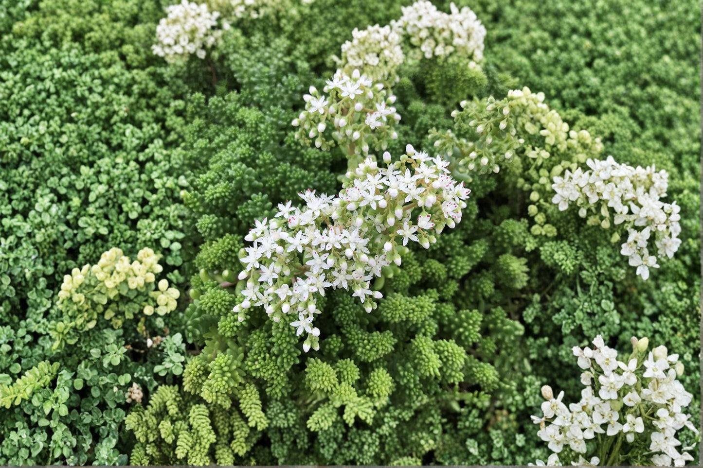 Sedum borchii 'Sport' | Evergreen Stonecrop | Lime Green Succulent Groundcover | Drought Tolerant Fairy Garden Plant
