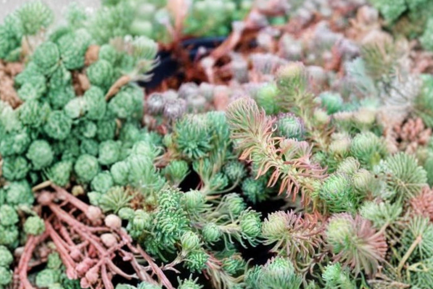 10 Sedum 'Antique Grill' Cuttings | Blue Purple Stonecrop Succulent | Drought Tolerant Groundcover | Sedum forsterianum