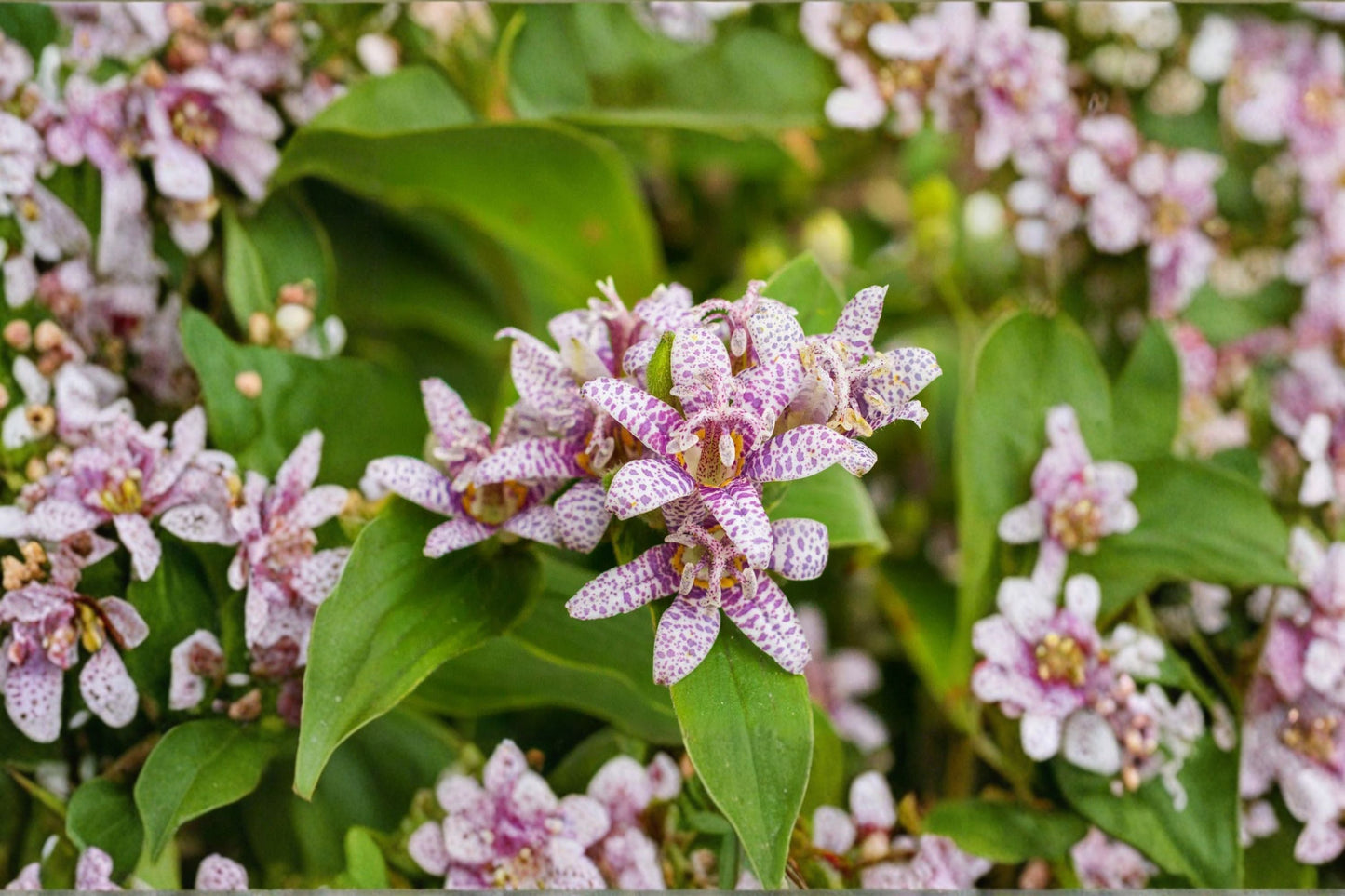 Toad Lily Live Plant 4.5" | Tricyrtis 'Seiryu' | Orchid-Like Lavender Blue Flowers | Shade Perennial for Woodland Gardens