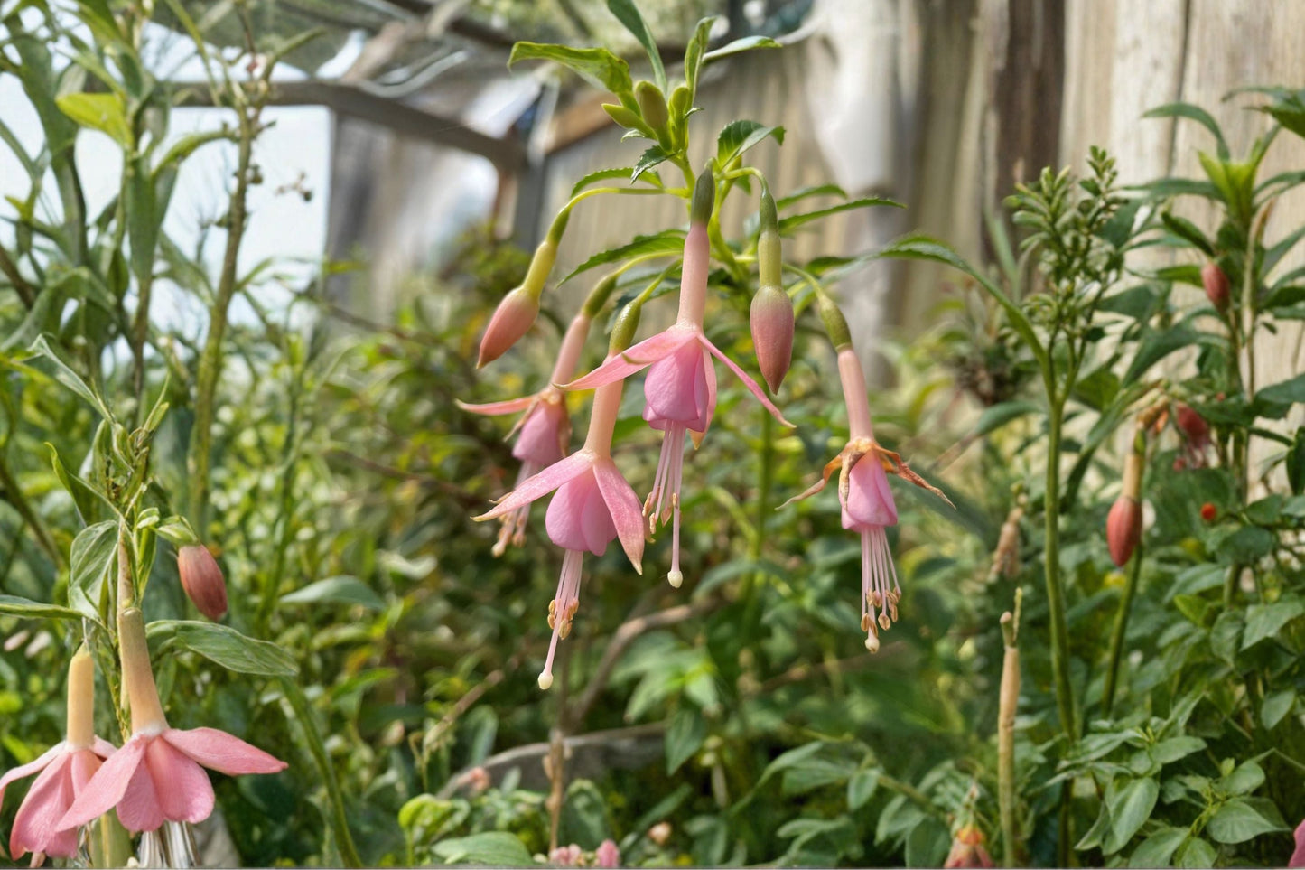 Hardy Fuchsia Shrub 1 Gallon Light Pink Flowers Fuchsia 'White Knights Pearl' Hummingbird Plant Long Blooming Perennial