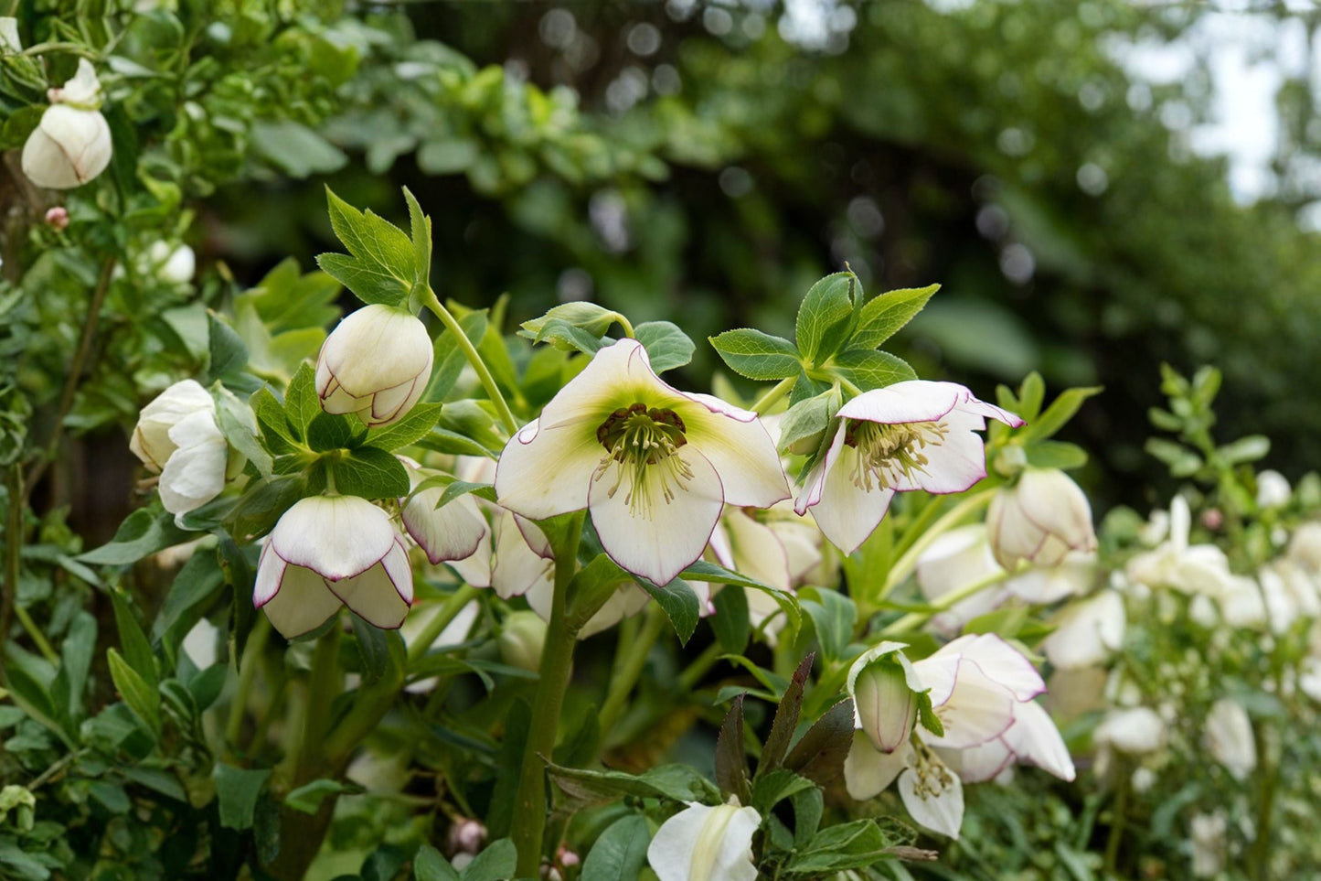 Lenten Rose 'Champion' | 4.5" Pot | Creamy White Evergreen Hellebore | Winter Blooms | Shade Perennial | Helleborus 'Champion'