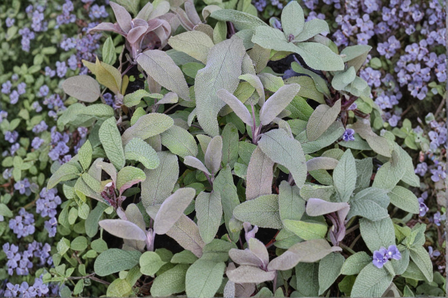 Purple Sage Plant | Live Culinary Herb | Purple Leaf Sage | Salvia officinalis 'Purpurascens' | Pollinator Friendly