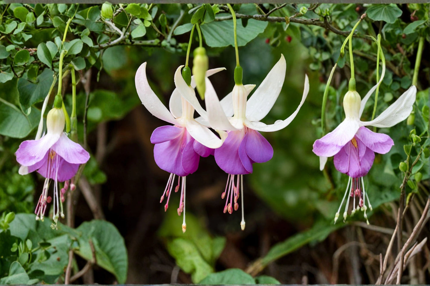 Fuchsia Plant 1 Gallon Hardy Fuchsia 'Delta's Sarah' White & Violet Blue Flowers Fuchsia 'Delta's Sarah'
