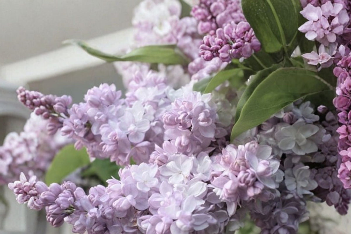 Beauty of Moscow Lilac Plant 1 Gallon | Double White Pink Flowers | Syringa vulgaris 'Krasavitsa Moskvy' | Fragrant Shrub