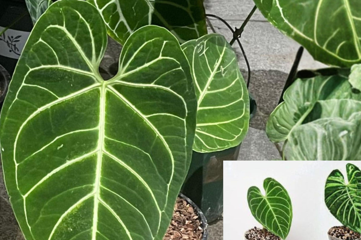 Anthurium Regale Live Plants (Pack of 2) - Rare Velvet Leaf Aroid - Tropical Indoor Houseplant - Collector's Plant