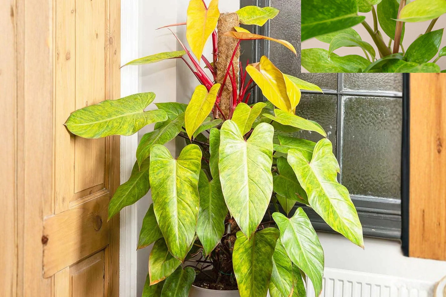 Philodendron Painted Lady Plant – Variegated Tropical Houseplant – Rare Climbing Aroid – Live Indoor Collector Plant