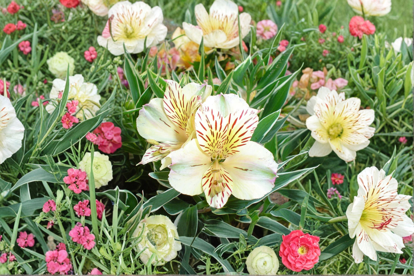 Alstroemeria Plant 1 Gallon Dwarf White Peruvian Lily 'Colorita Claressa' (Alstroemeria) - Long Blooming Cut Flower Garden