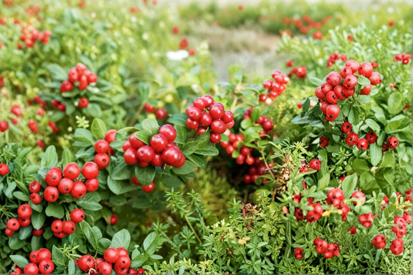 Lingonberry Plant 4.5” Pot Red Candy Edible Berry Vaccinium vitis-idaea Cold Hardy Evergreen Ground Cover
