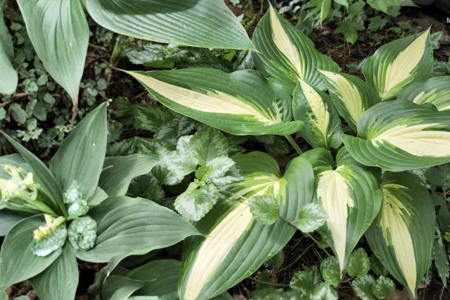 Hosta Plant - Bareroot Variegated Hosta 'Ann Kulpa' - Large Leaf Shade Perennial - Hosta plant for Shade Garden