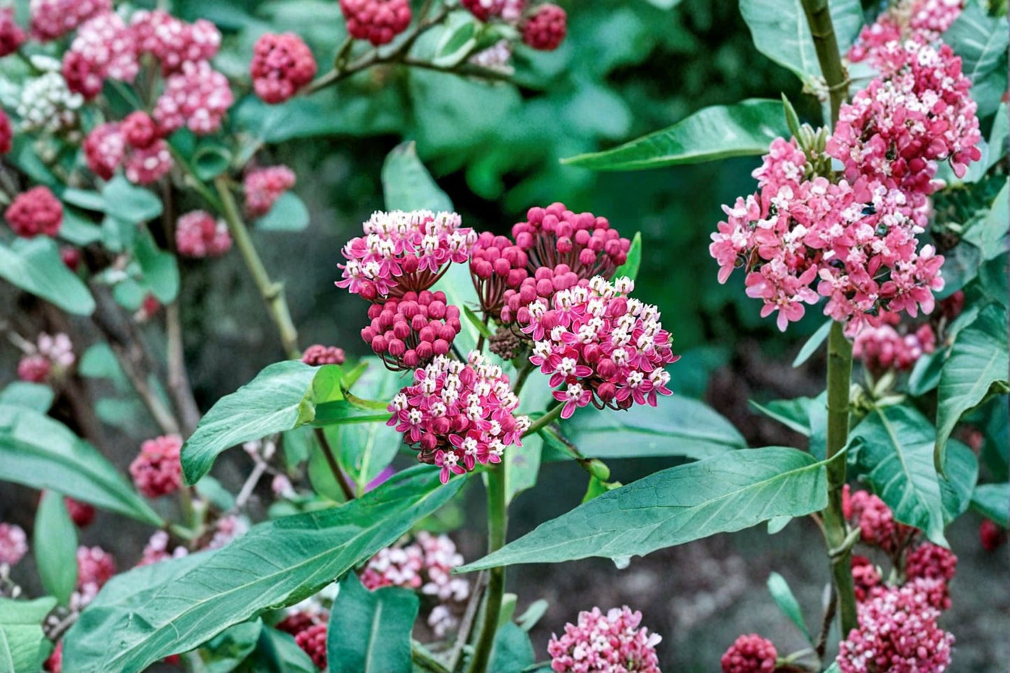 Swamp Milkweed Plant - 3.5" Pot - Asclepias 'Cinderella' - Pink Fragrant Perennial - Monarch Butterfly Host Plant