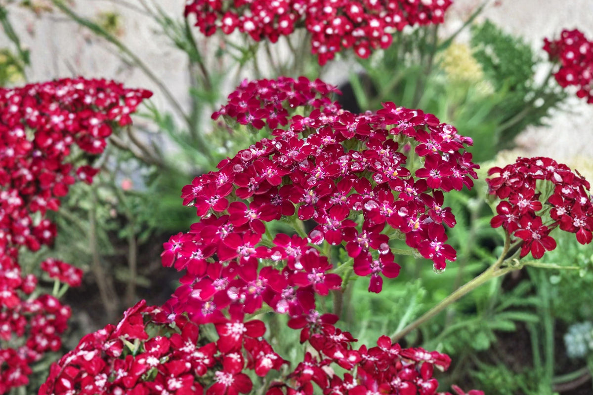Achillea ‘Summerwine’ Yarrow - Burgundy Pink Perennial - Drought Tolerant Pollinator Plant - 3.5” Pot Live Plant - Achillea millefolium