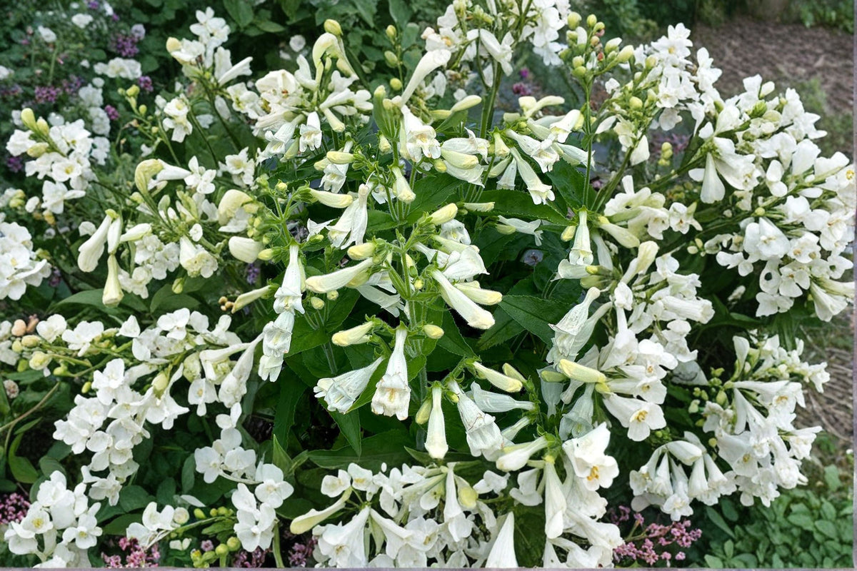 Penstemon ‘NOVA Pearl’ Plug - White Beardtongue - Drought Tolerant Pollinator Perennial Plant - Starter Plant