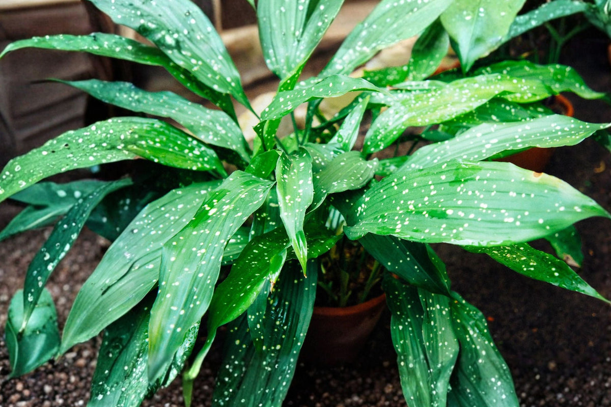 Aspidistra ‘Milky Way’ Plant - Low Light Houseplant - Speckled Foliage - Cast Iron Plant - Aspidistra elatior ‘Milky Way’